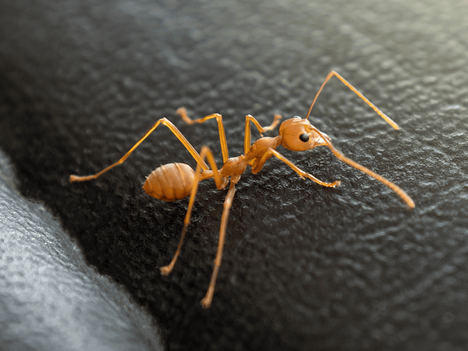 cornfield ant searching for food inside a tucson az garage