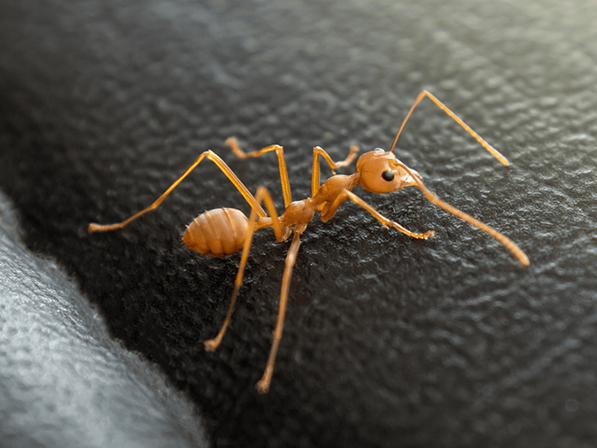 Northwest's Complete Guide To Cornfield Ants In Arizona