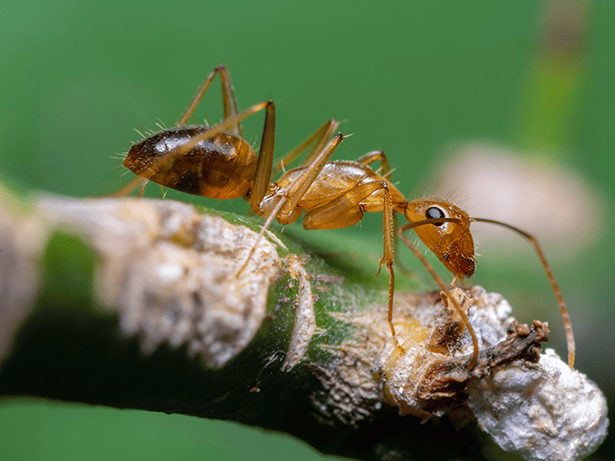 crazy ant in phoenix arizonaa
