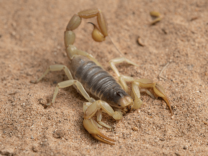 desert hairy scorpion outside a tucson home