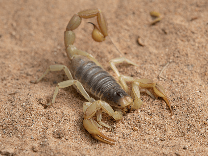 scorpions in the desert