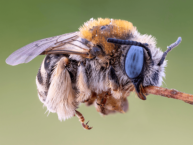Learn More About Digger Bees In Arizona solitary digger bee outside a phoenix home