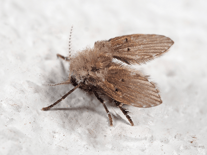 Drain Fly Information Center For Arizona Residents adult drain fly in tucson az