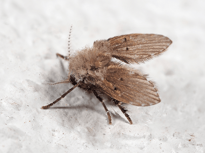 drain fly up close on a kitchen sink in tucson home