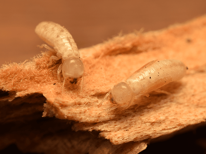 drywood termites eating wood in tucson az