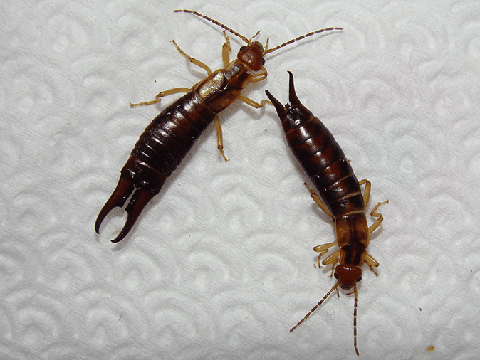 Earwig Information Center For Arizona Residents two earwigs inside a tucson arizona home