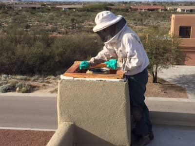 Our Bee Removal Service Professional Are On Call 24/7 professional and state certified bee keeper in the process of removing bees from a arizona property