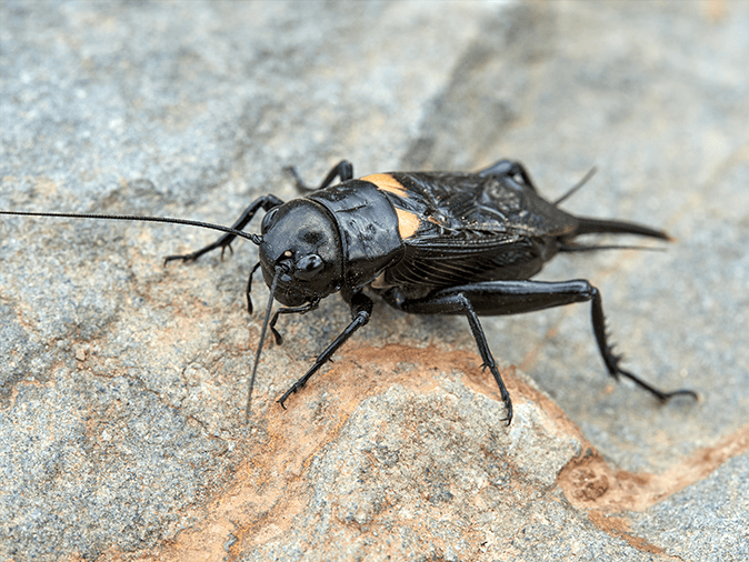 An Extensive Guide To Field Crickets In Az Az Field Crickets 