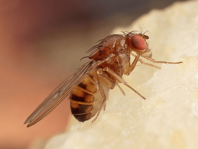 Fruit Fly Information Center For Arizona Residents red eyed fruit fly in tucson az