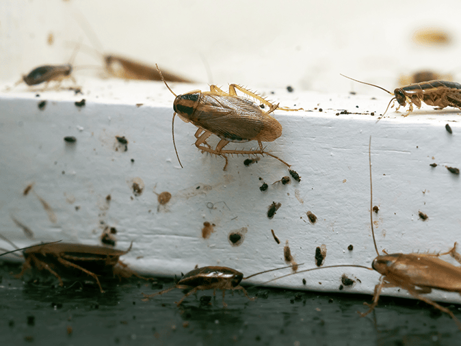 german cockroach infestation inside a tucson az home