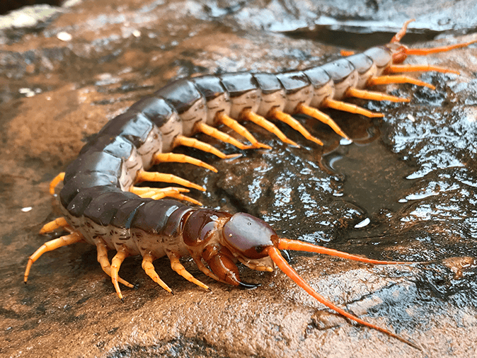 giant centipede on a rock outside a phoenix az home