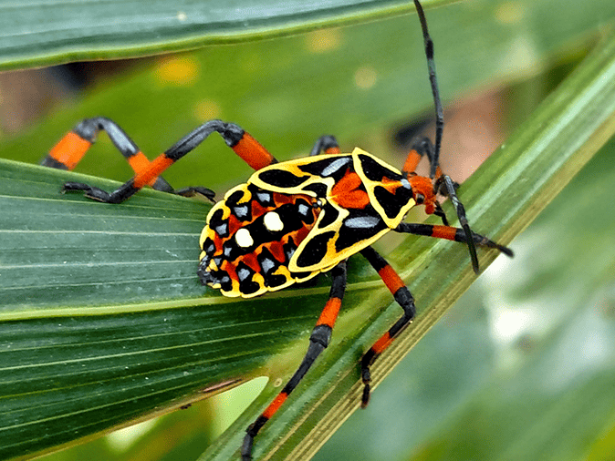 Learn More About Giant Mesquite Bugs In Arizona giant mesquite bugs in arizona