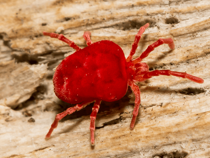 giant red velvet mite crawling on mulch in tucson