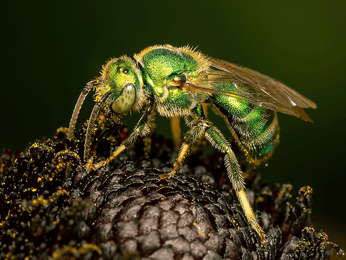 a single green metallic sweat bee in arizona