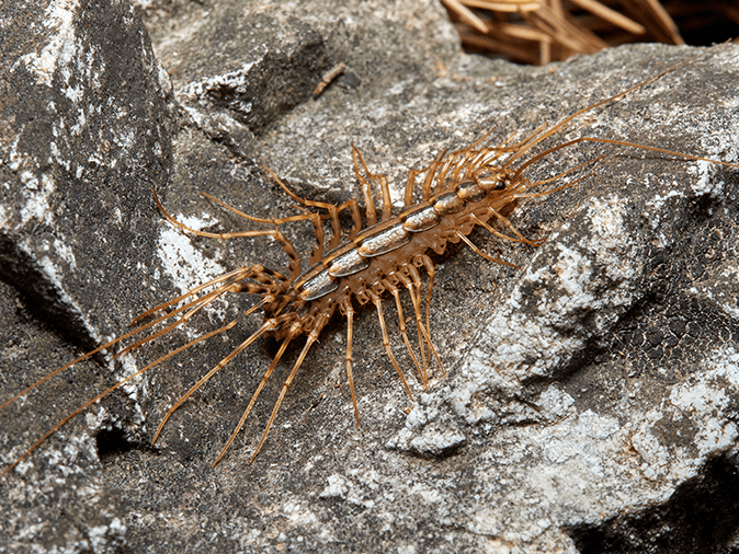 house centipede in tucson arizona