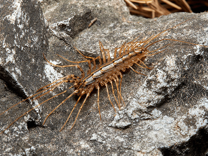 house centipede dangerous