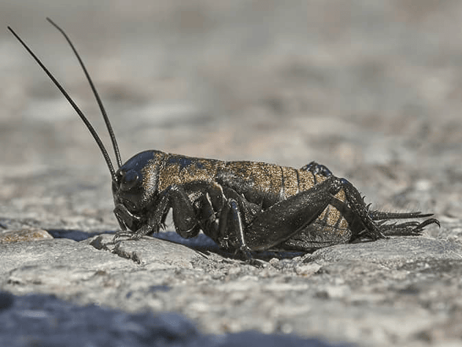 House Cricket Identification & Information Center For Arizona Residents house cricket in phoenix arizona