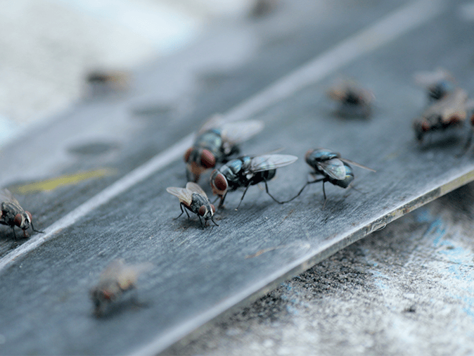 House Fly Information Center For Arizona Residents house flies in tucson arizona