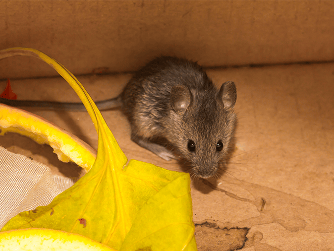 house mouse in the corner of a living room
