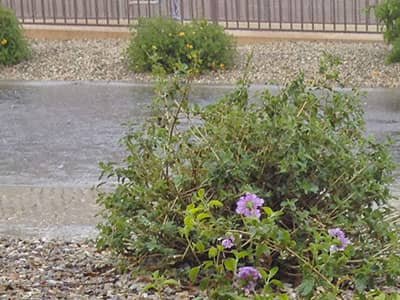 heavy rain in arizona can cause pest problems