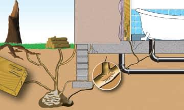 a colorado home with a severe termite infestation