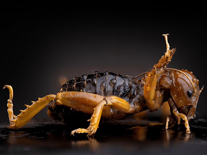 jerusalem cricket in tucson arizona