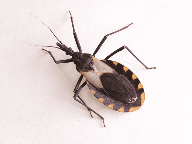 up close of kissing bug in az home