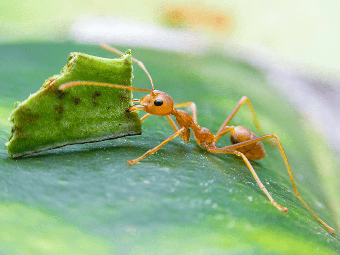 leaf cutter ant moving a leaf outside a phoenix home