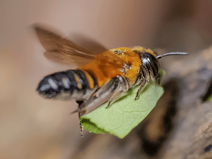 leafcutter bee flying with a leaf back to its nest outside a phoenix home