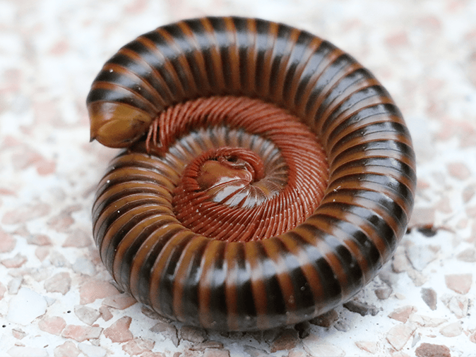 millipede curled up in tucson az