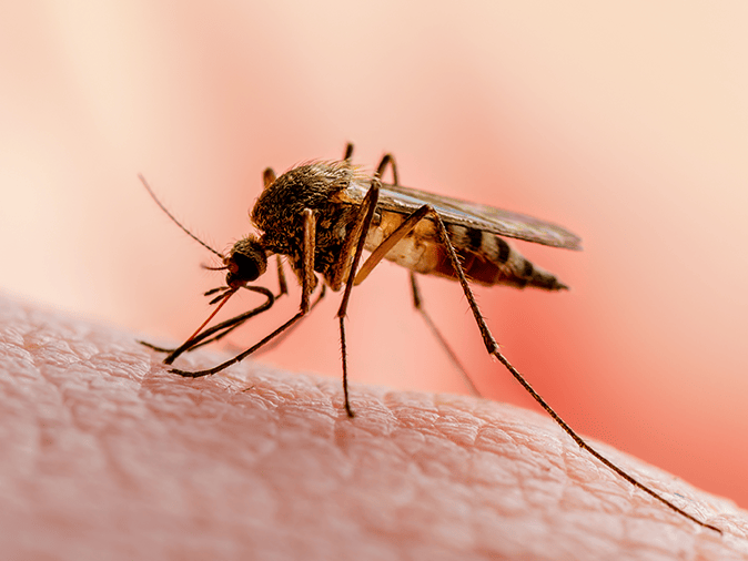 mosquito bite tucson arizona