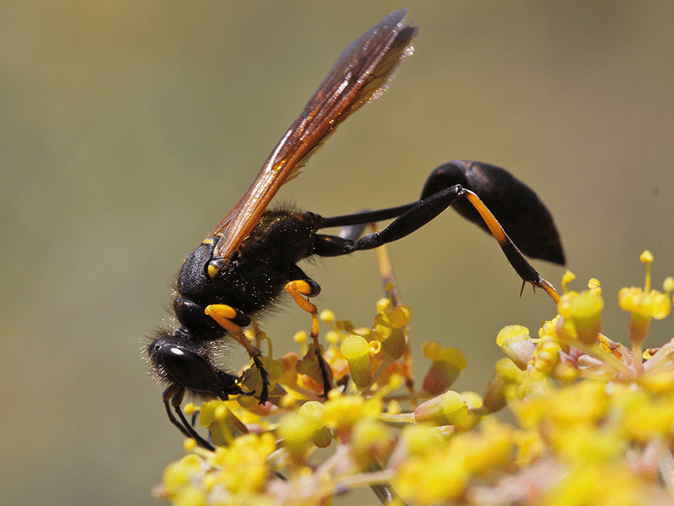 mud dauber life cycle