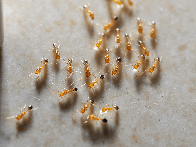 odorous house ant cluster inside a tucson az home