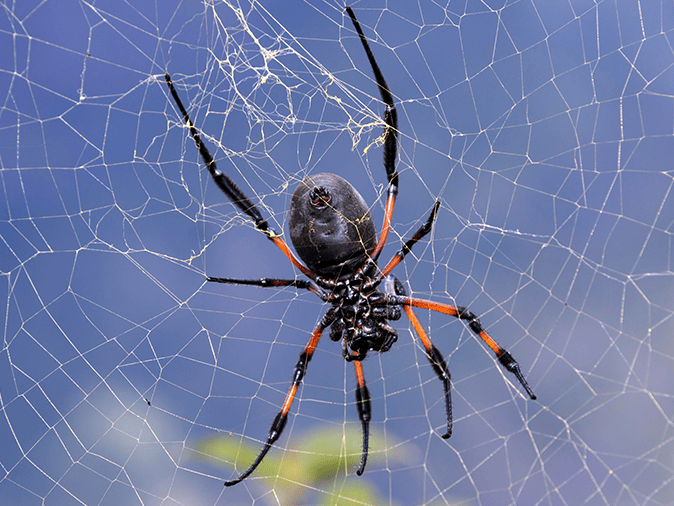 orb weaver spider in web outside tucson az home
