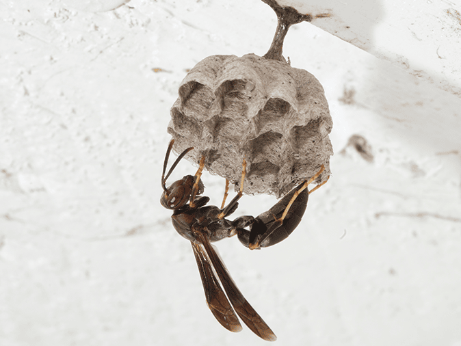 paper wasp building its nest outside a tucson homes front entrance