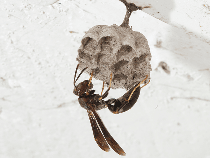 potter wasp nest