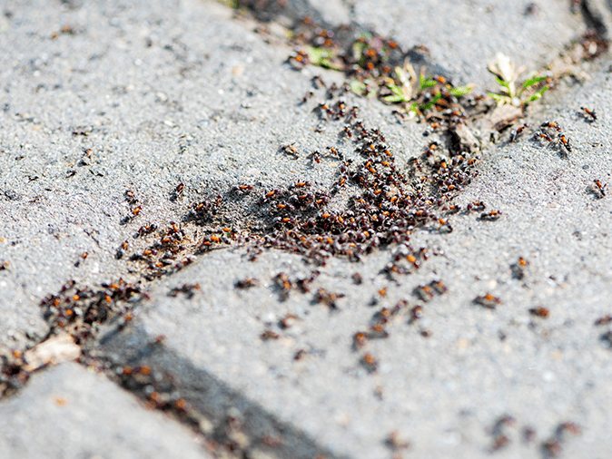 cluster of pavement ants on a phoenix az driveway looking for food