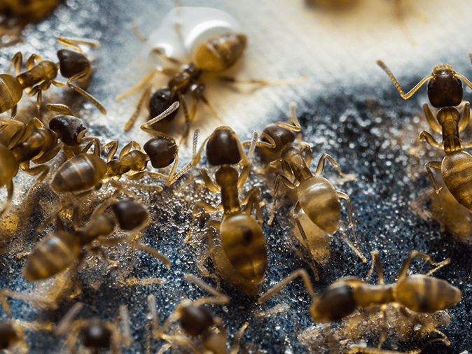 pharaoh ants infesting tucson property