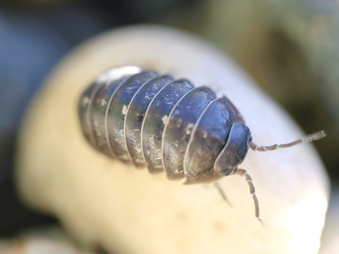 up close of a pill bug looking for food in an arizona homes garage