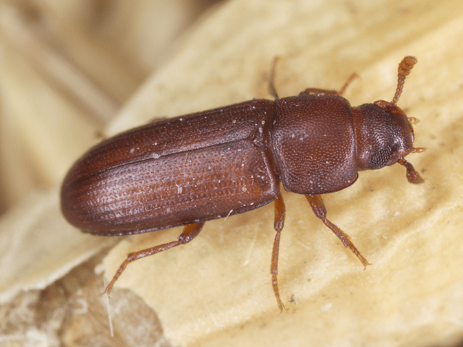 up close of a red flour beetle inside a tucson az home