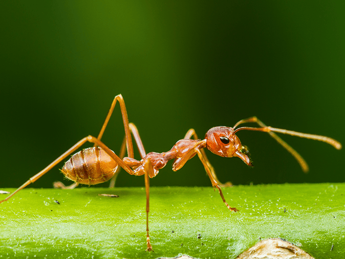 red harvester ant tucson arizona