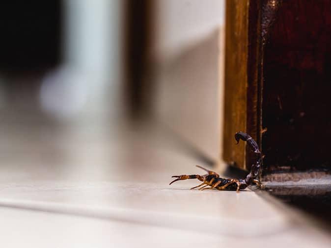 scorpion crawling on floor in sierra vista az home