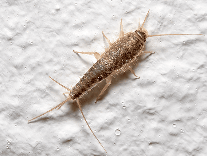 silverfish crawling near tucson az home