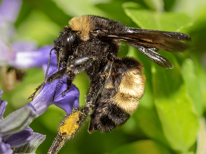 a sonoran bumble bee in tempe az