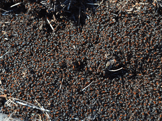 infestation of fire ants outside a tucson az home