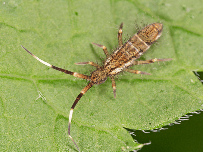 springtail on leaf in sierra vista az
