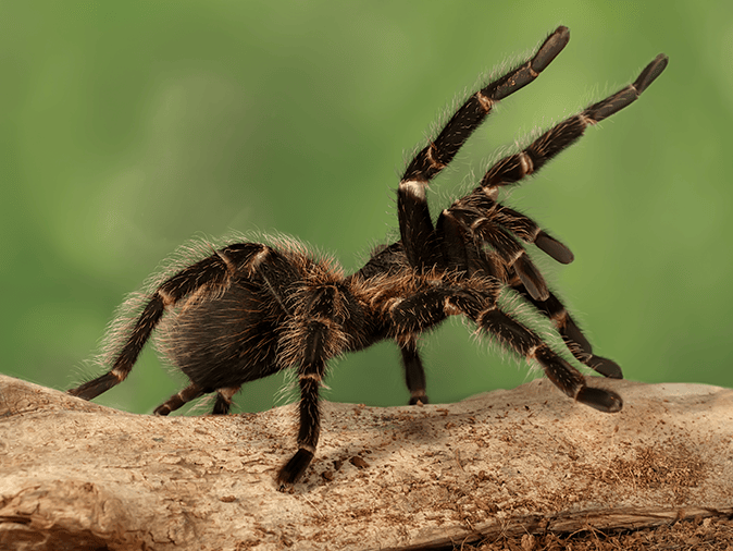 tarantula in tucson az
