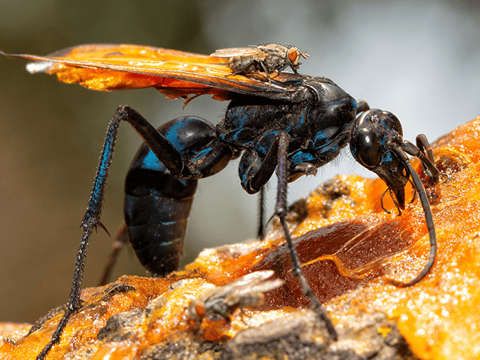 tarantula wasp looking for food outside a tucson az home