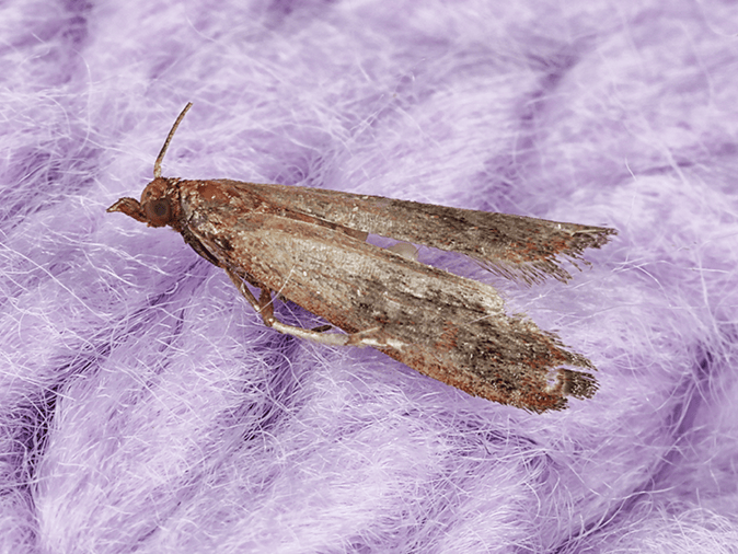 adult webbing clothes moth on fabric