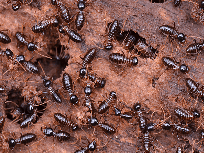 dark termites infesting the soil outside an arizona home